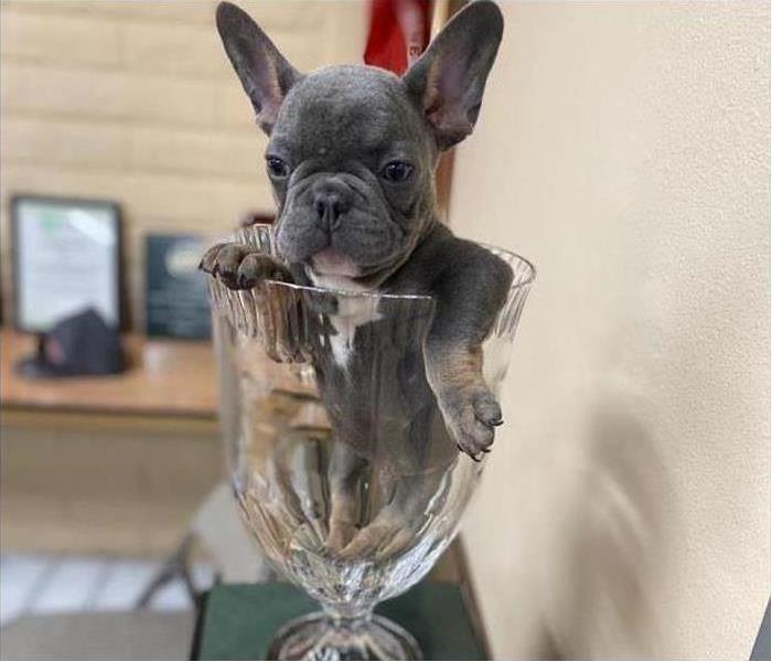 French Bulldog in trophy 